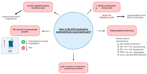 Infographic on Endometriosis and the Endocannabinoid System