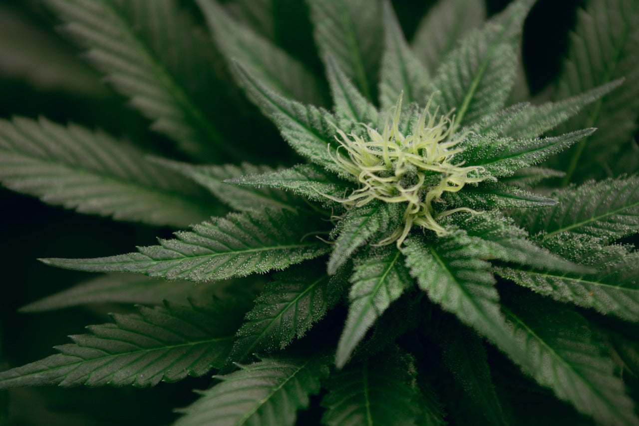 The Relationship Between Cannabis and Endometriosis