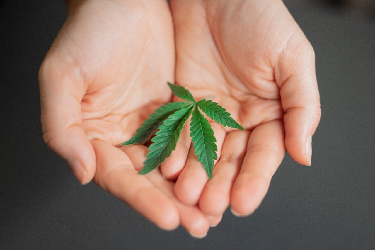 Two hands joined together holding a cannabis plant leaf