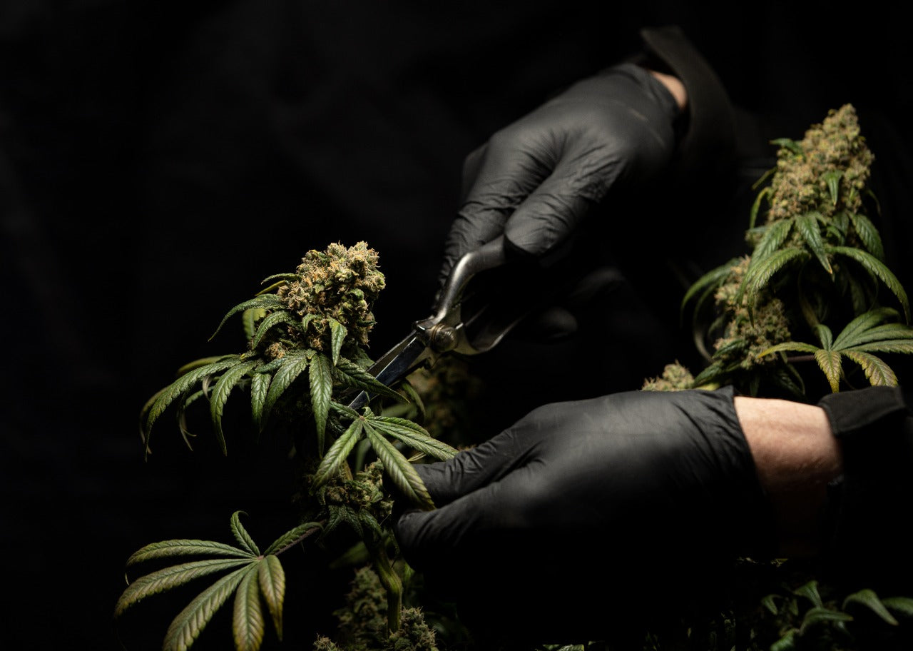 Feature image for a blog on A guide to cannabis compounds showing a cannabis plant being cut by a man with gloves