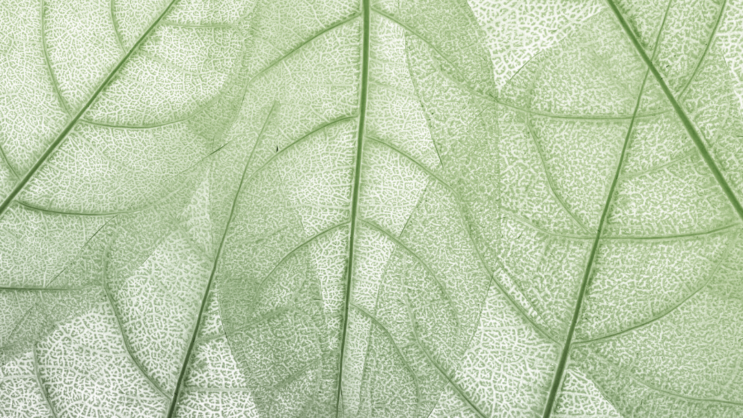 A microscopic image of a green leaf with visible sections