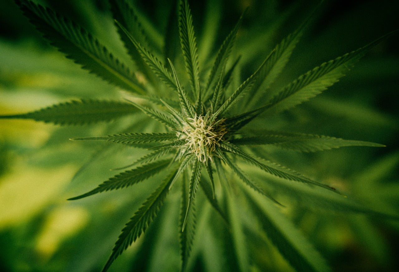 Understanding Endocannabinoid Receptors