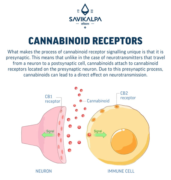 Diagram showing the signaling process of CB1 & CB2 cannabinoid receptors in the human body.