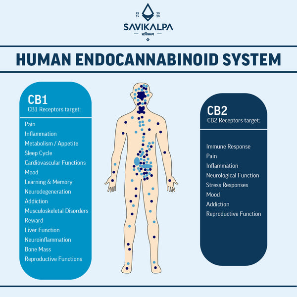 Detailed infographic on human endocannabinoid system, with light blue & Dark blue dots for CB1 & CB2 receptors respectively with Savikalpa logo