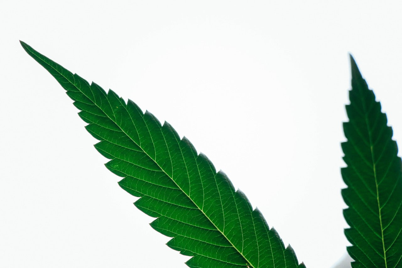 An Introduction to the Endocannabinoid System