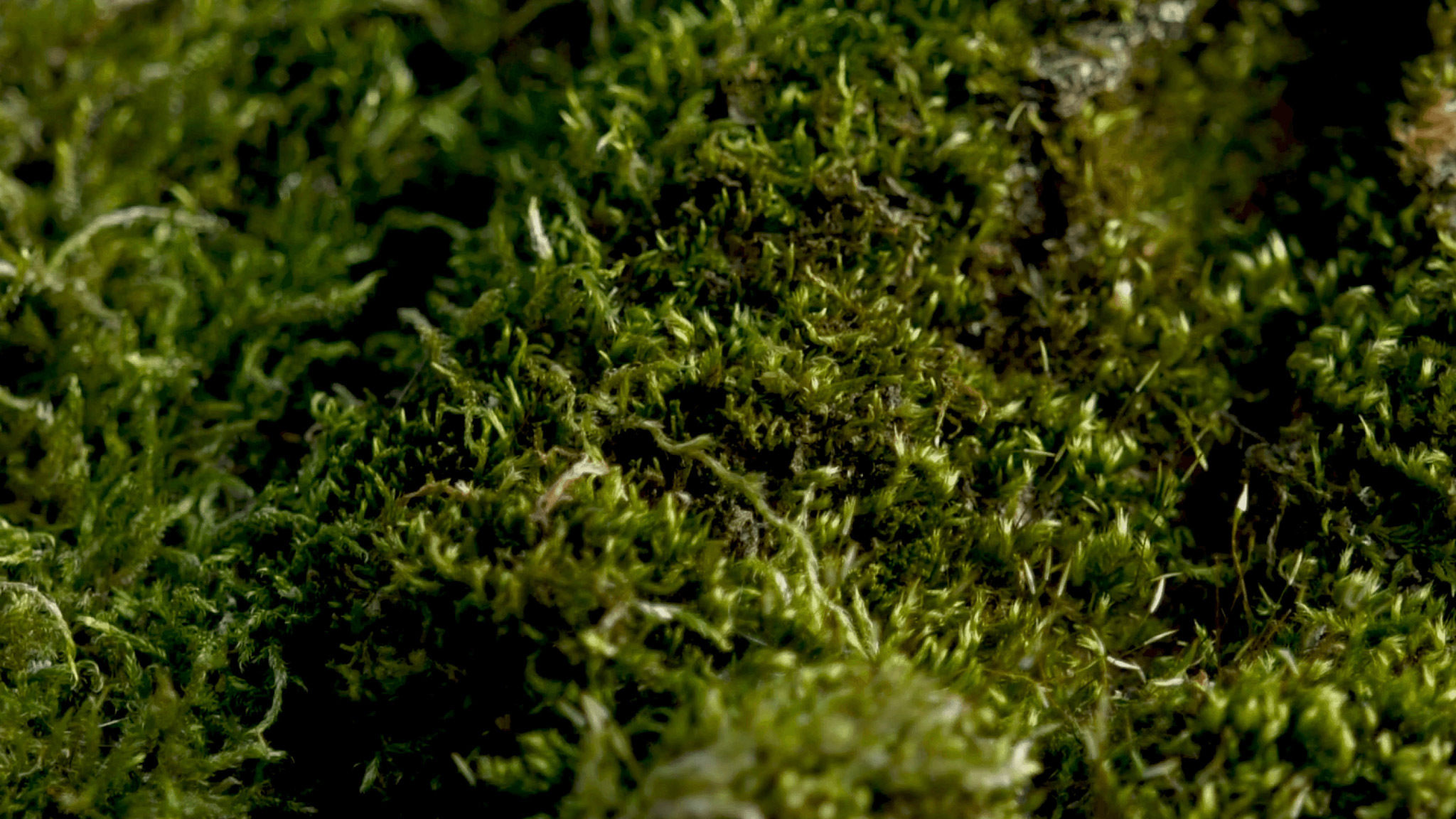 Detailed image of patch of green moss
