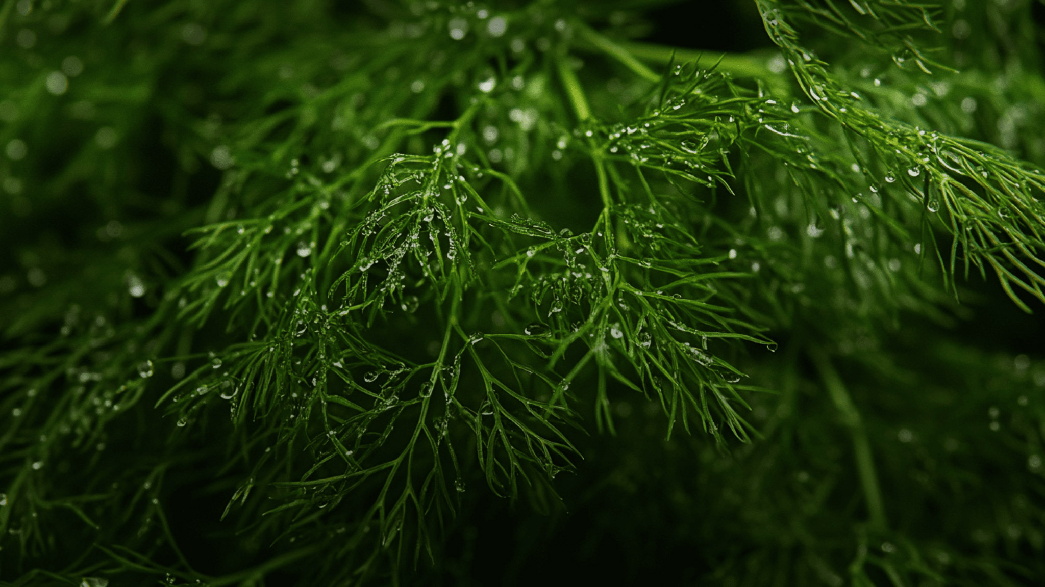 A detailed image of common bladderwort with water droplets on the surface