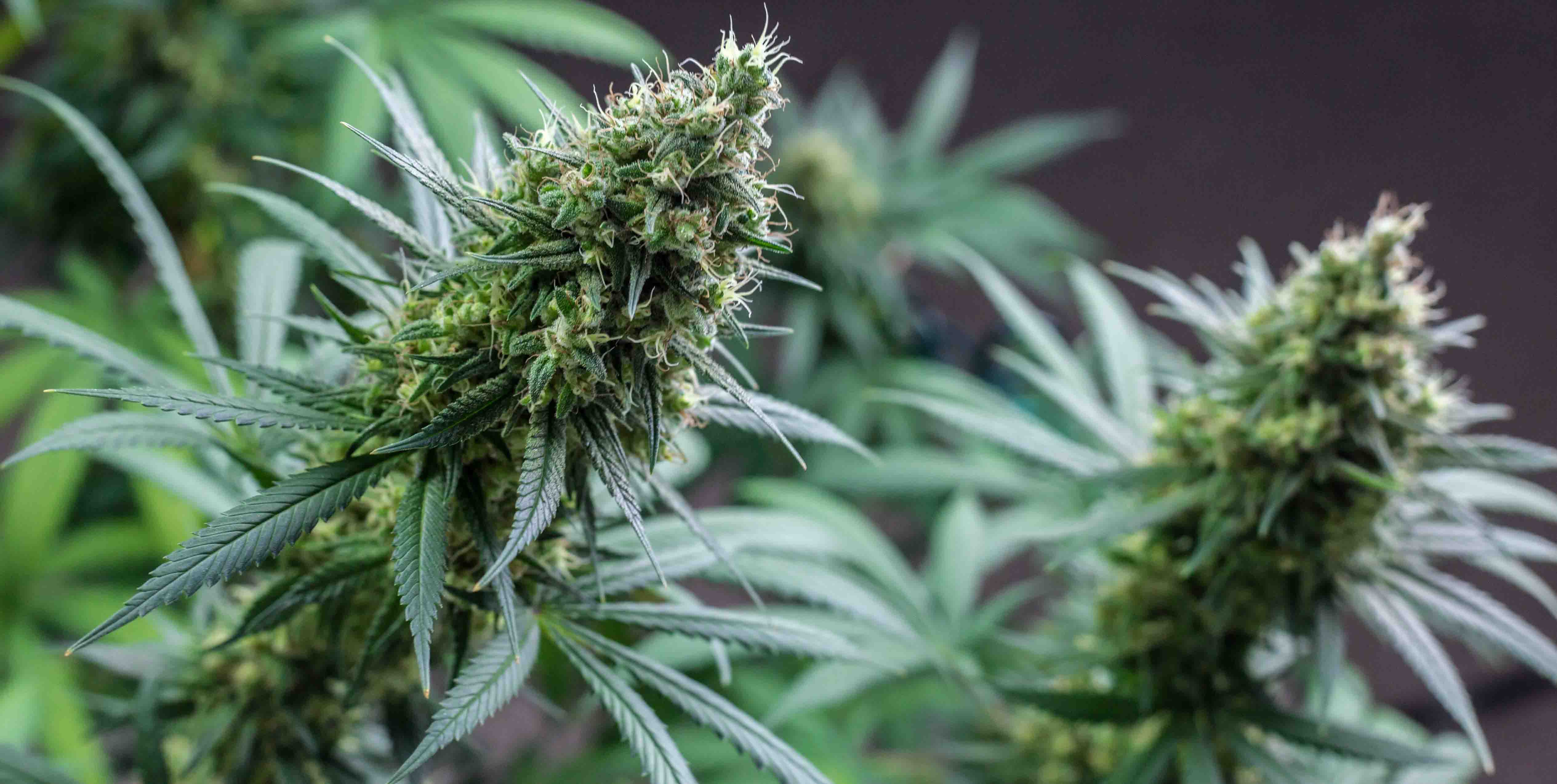 Cannabinoid Medication - Past Remedies Rediscovered