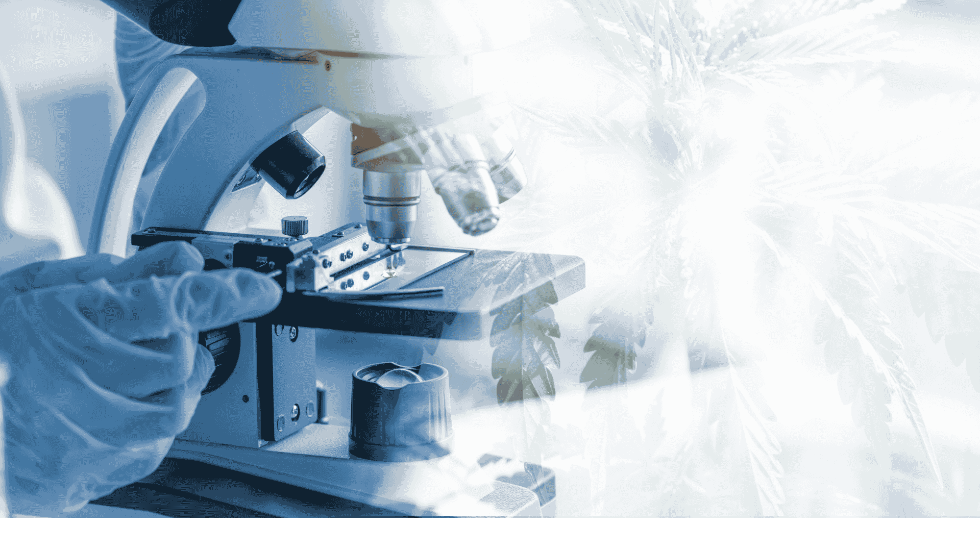 Understanding the Polypharmacology of Cannabinoid Medicines