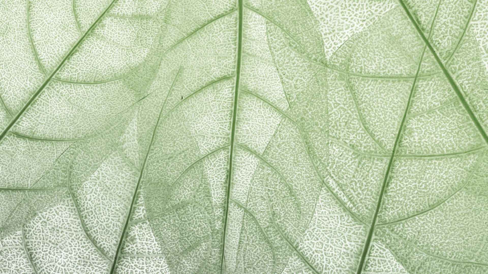 Detailed close-up of a green leaf, showcasing its veins and surface, featured in a discussion on medicinal plants