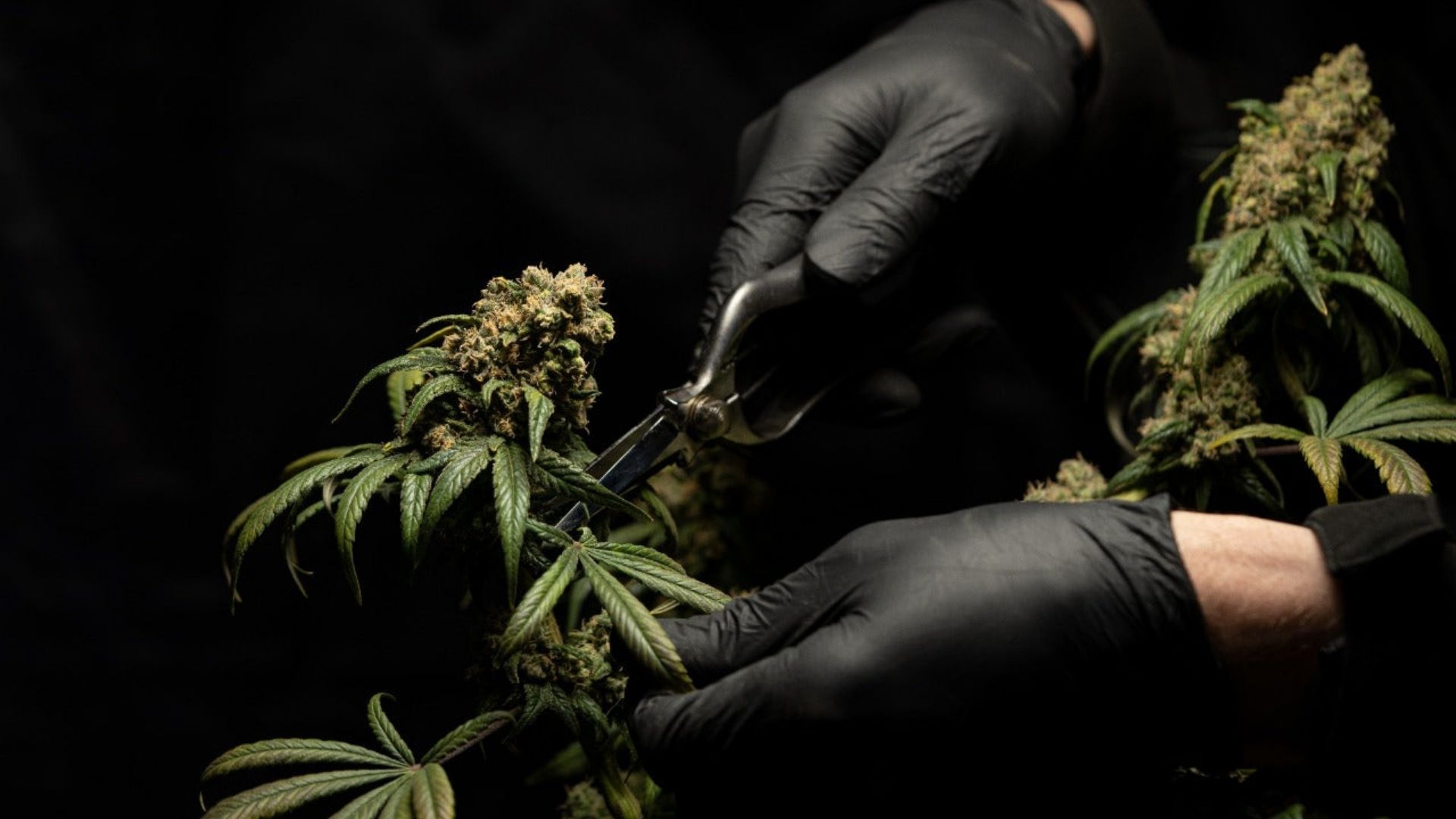 A person with black gloves is seen cutting a cannabis plant, highlighting the cultivation aspect of cannabis compounds
