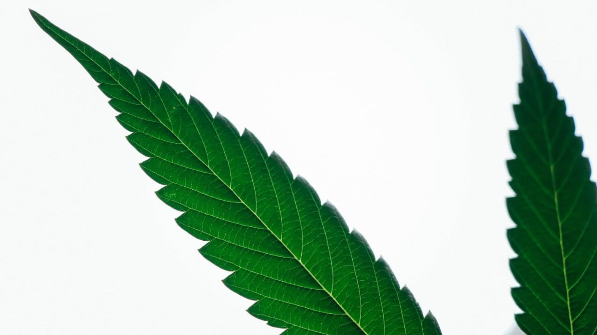 Detailed view of two green leaves, representing the natural elements discussed in the endocannabinoid system