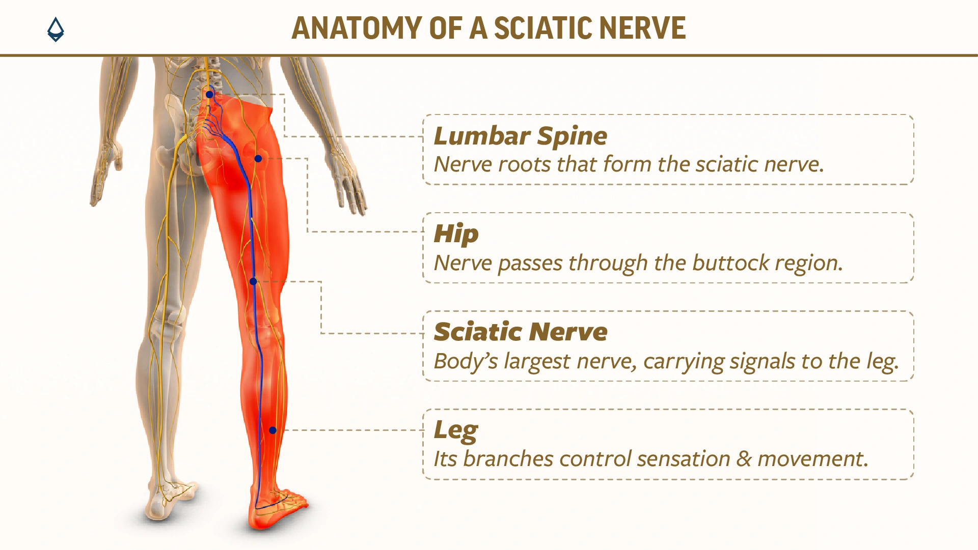 A blog infographic showing an anatomy of sciatic nerve with an explanation in pointers.