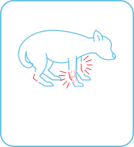 An icon of a dog suffering from arthritis showcasing the range of issues in dogs that Pasupati Tailam helps with