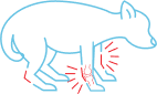Dog Suffering from Arthritis