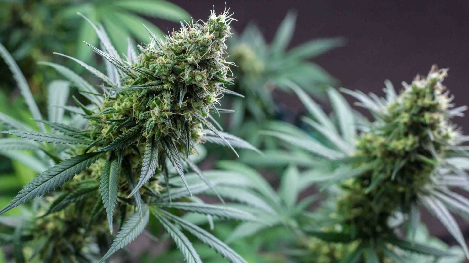 A close-up image of two cannabis plants in a forest setting with a background of flora found in a forest