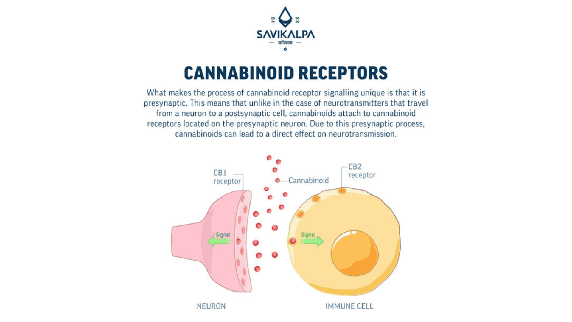 Illustration of a cannabidiol receptor, highlighting its role in the endocannabinoid system and its functions in the body