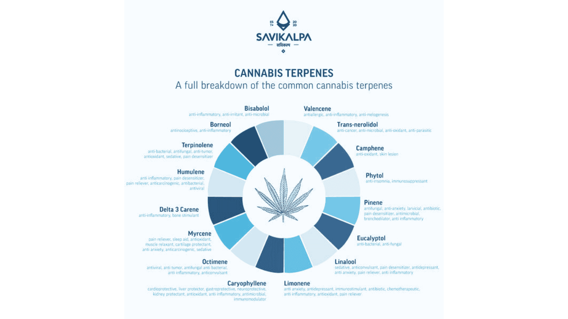 Infographic detailing common cannabis terpenes, their characteristics, and effects on aroma and flavor profiles