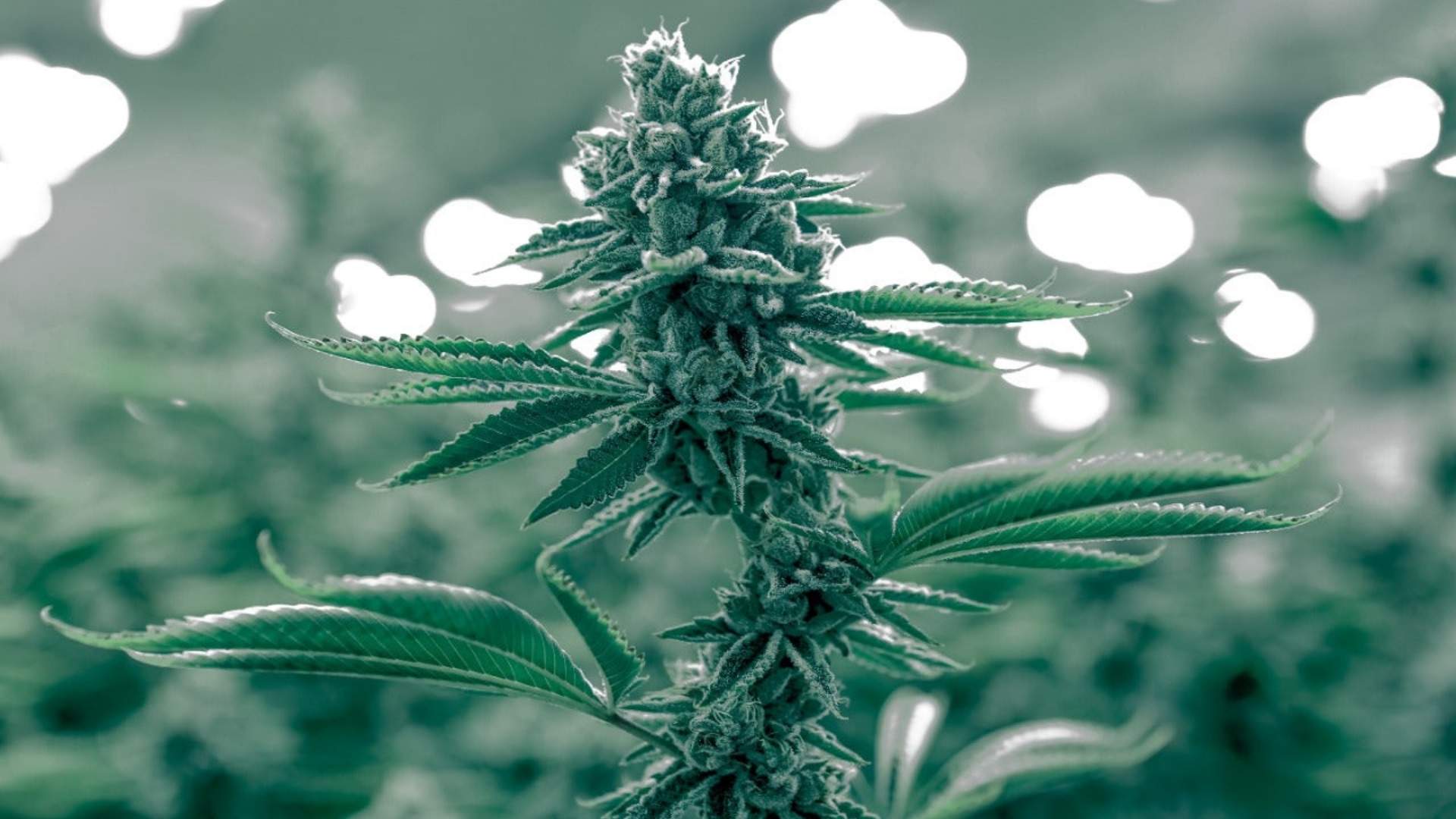 A healthy cannabis plant growing in a vibrant green field, symbolizing the natural origins of CBD
