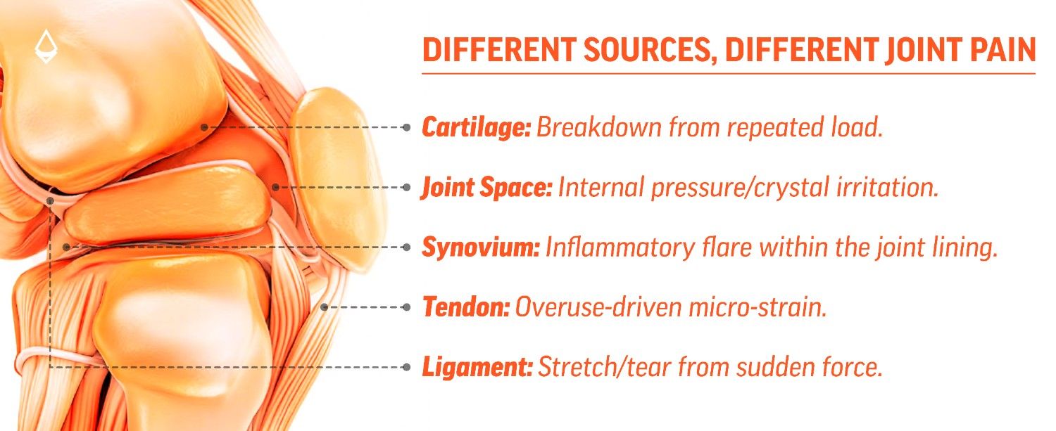 An infographic showing a cross section of a joint with for different sources of joint pain