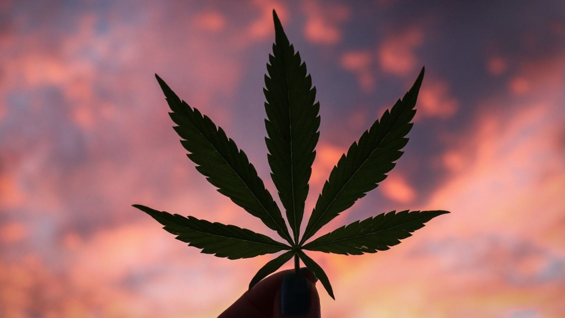A person holds a cannabis leaf against a sunset, symbolising the concept of tolerance breaks in cannabis use