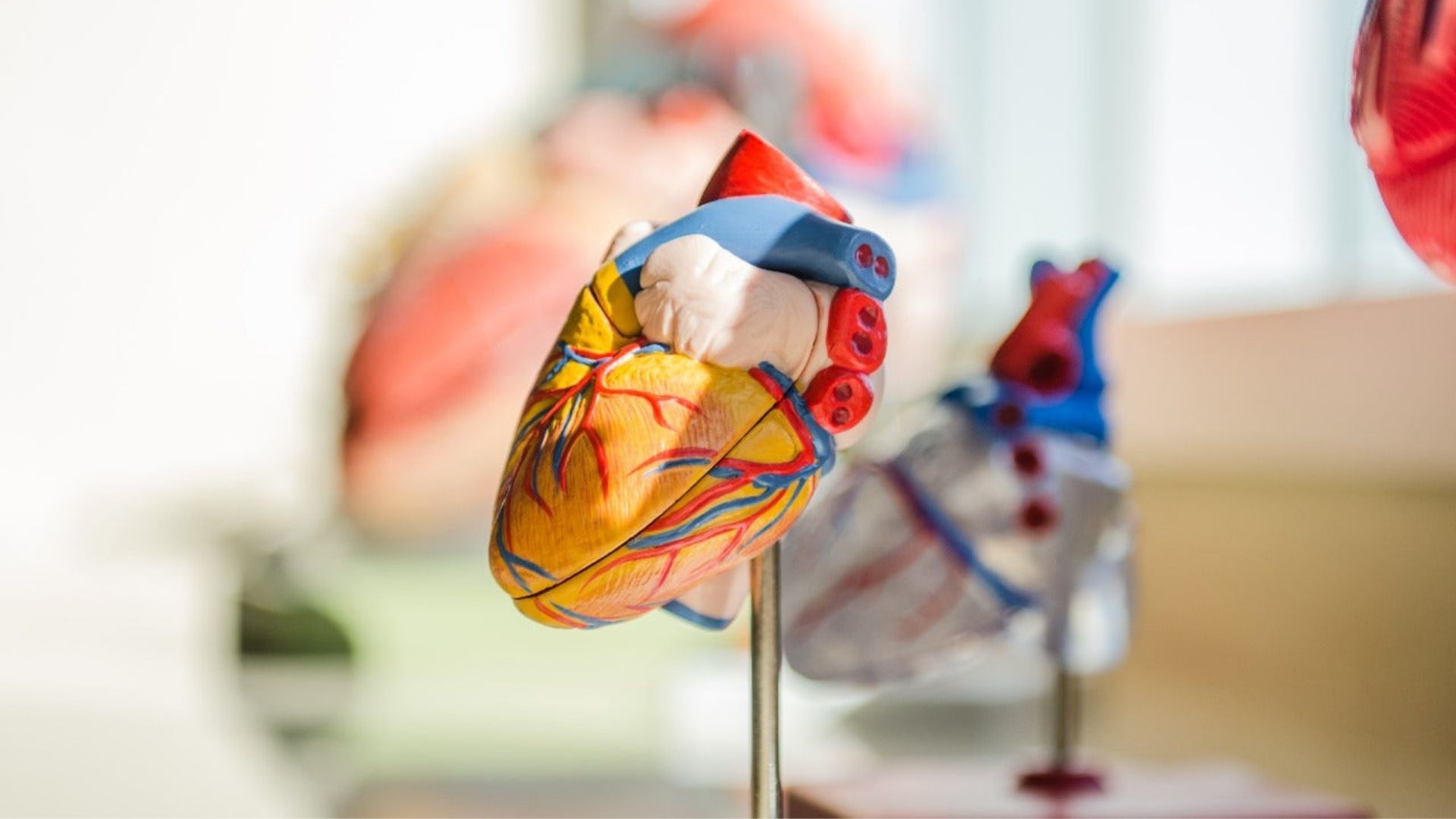 Human heart model showcased, emphasising its importance in understanding cardiovascular health and the impact of cannabis