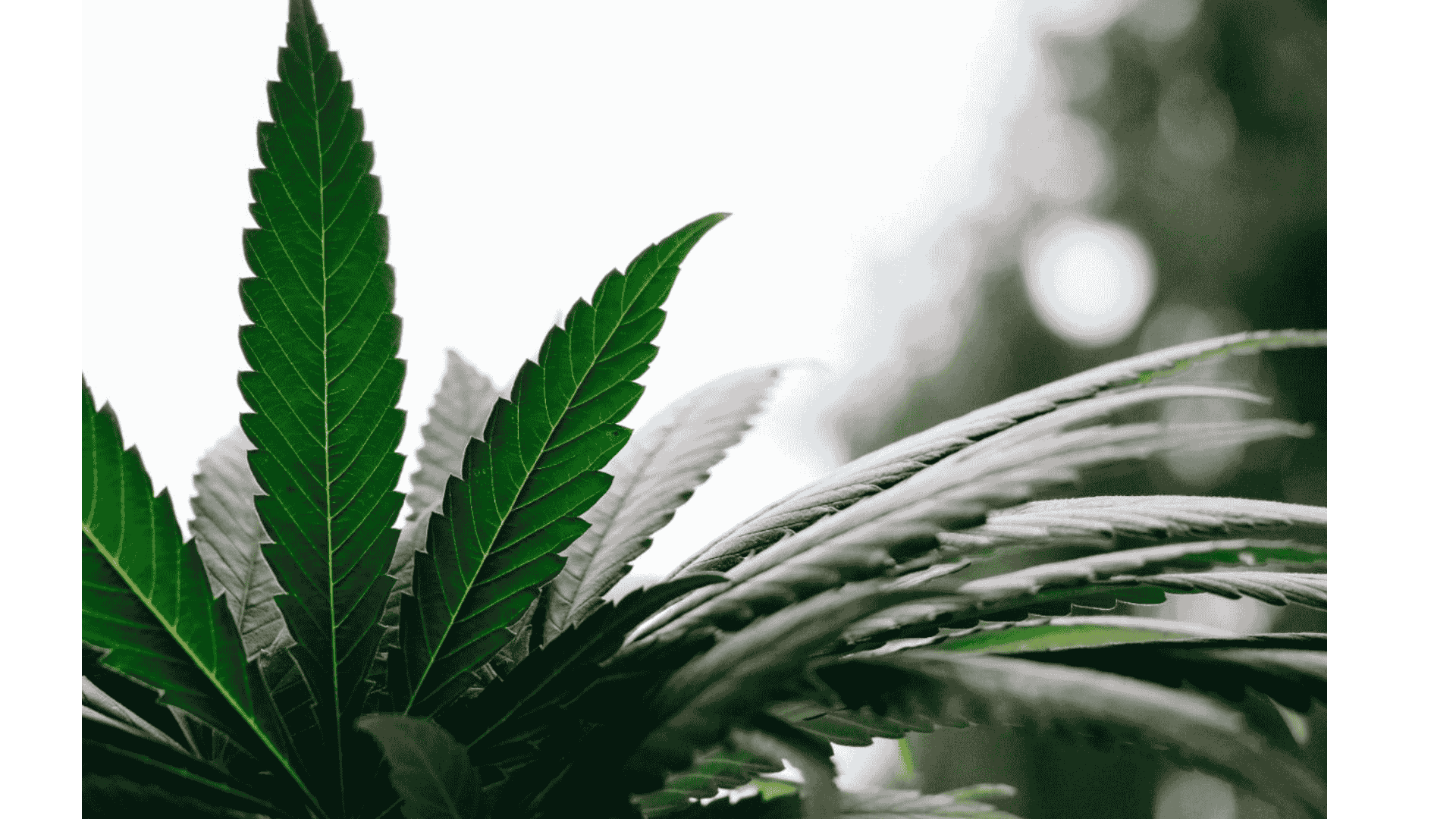 How Microdosing Cannabinoids Benefits You?
