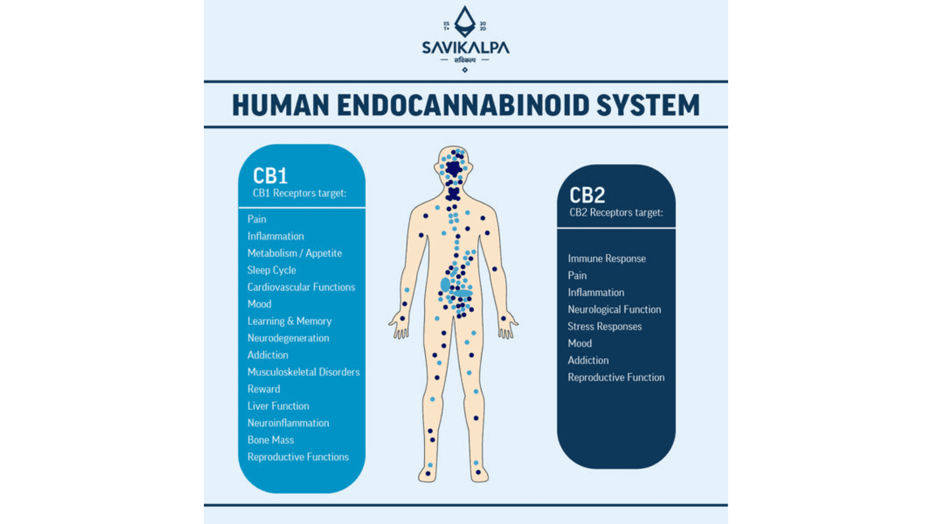 Diagram illustrating the human endocannabinoid system, highlighting CBD and CB2 receptors for understanding their functions