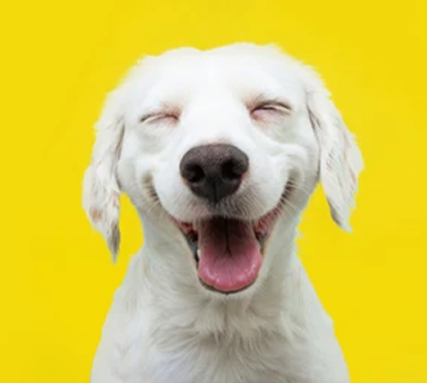 Image of a happy dog showing improved mood with using pasupati tailam