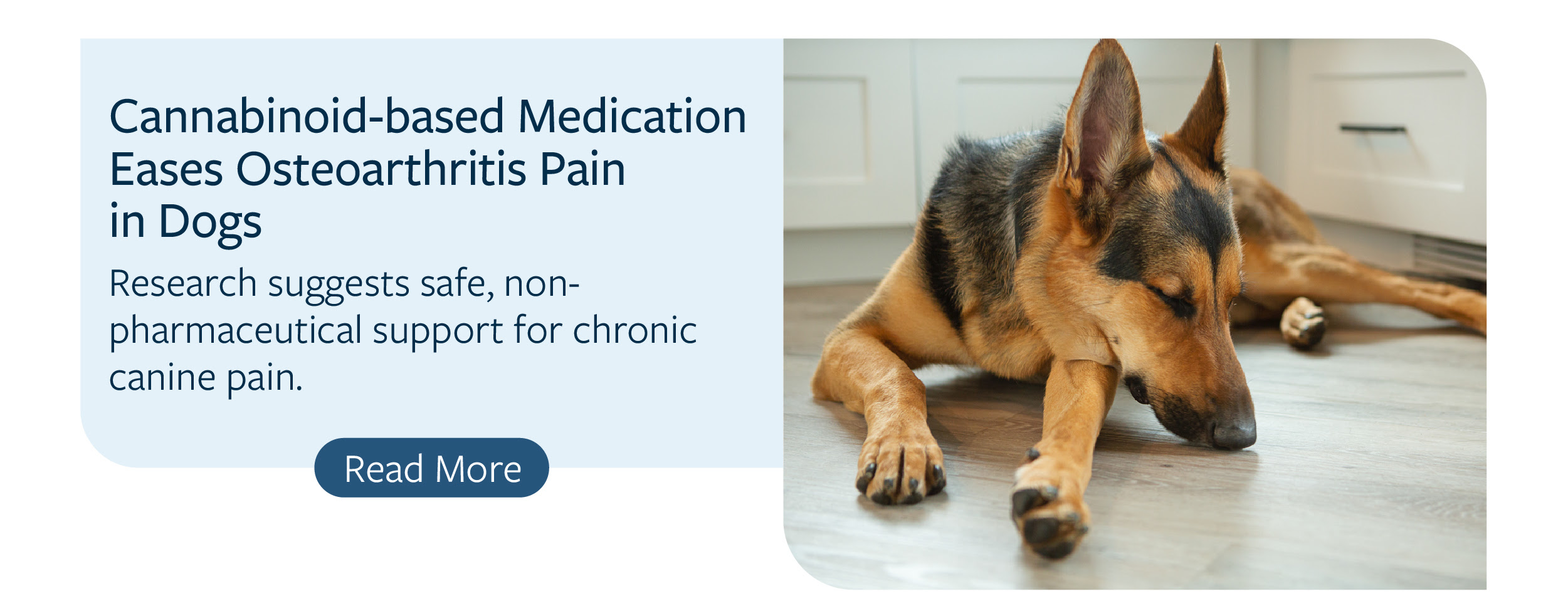 cannbis medicine eases osteoarthritis pain in dogs July 2025 newsletter academy article 3
