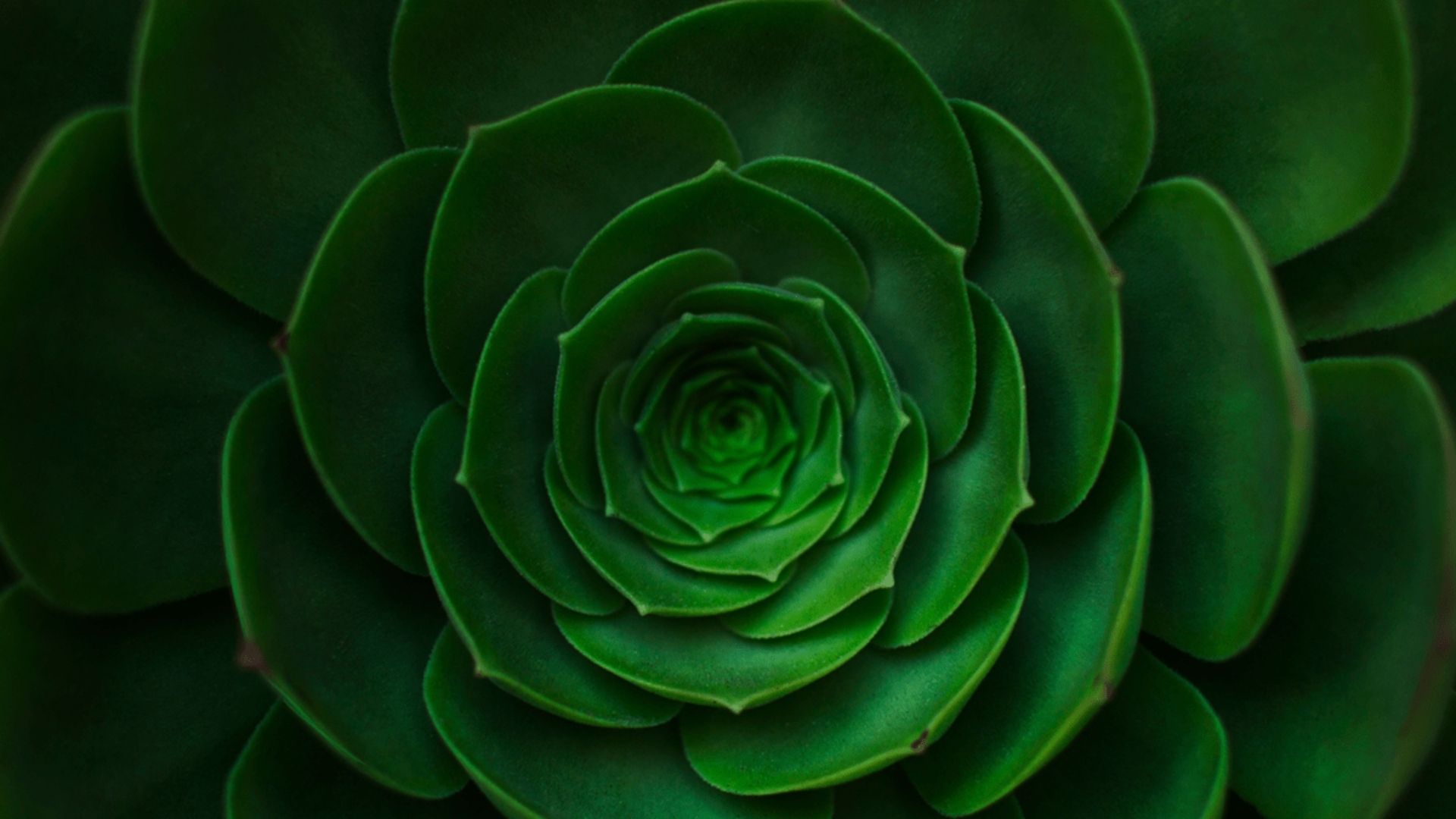 Green 3d flower savikalpa podcast page header banner
