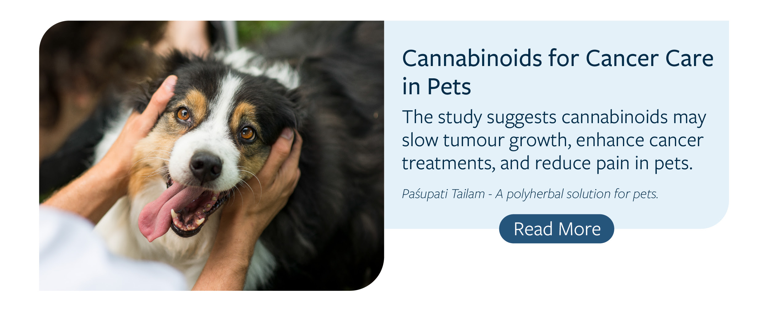 A research article called cannabinoids in cancer care in pets