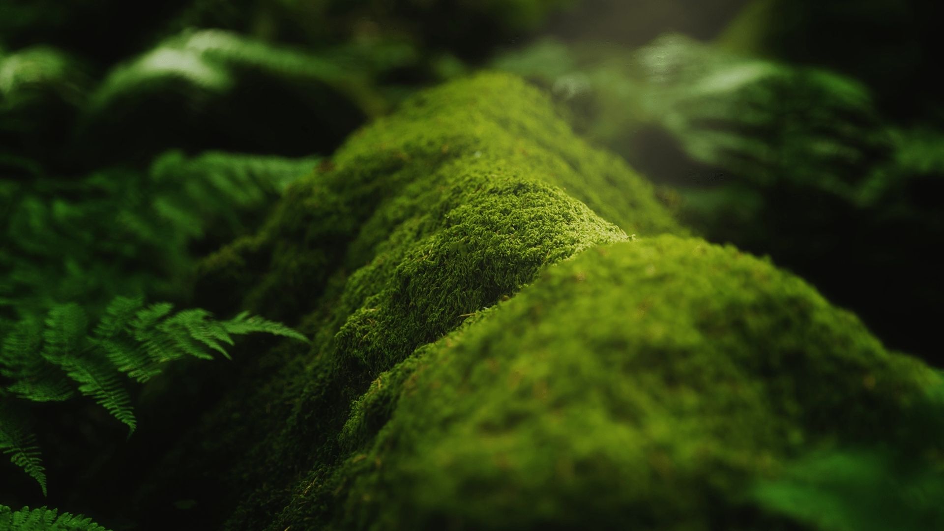 Green leaf with grounds savikalpa newsletter header image