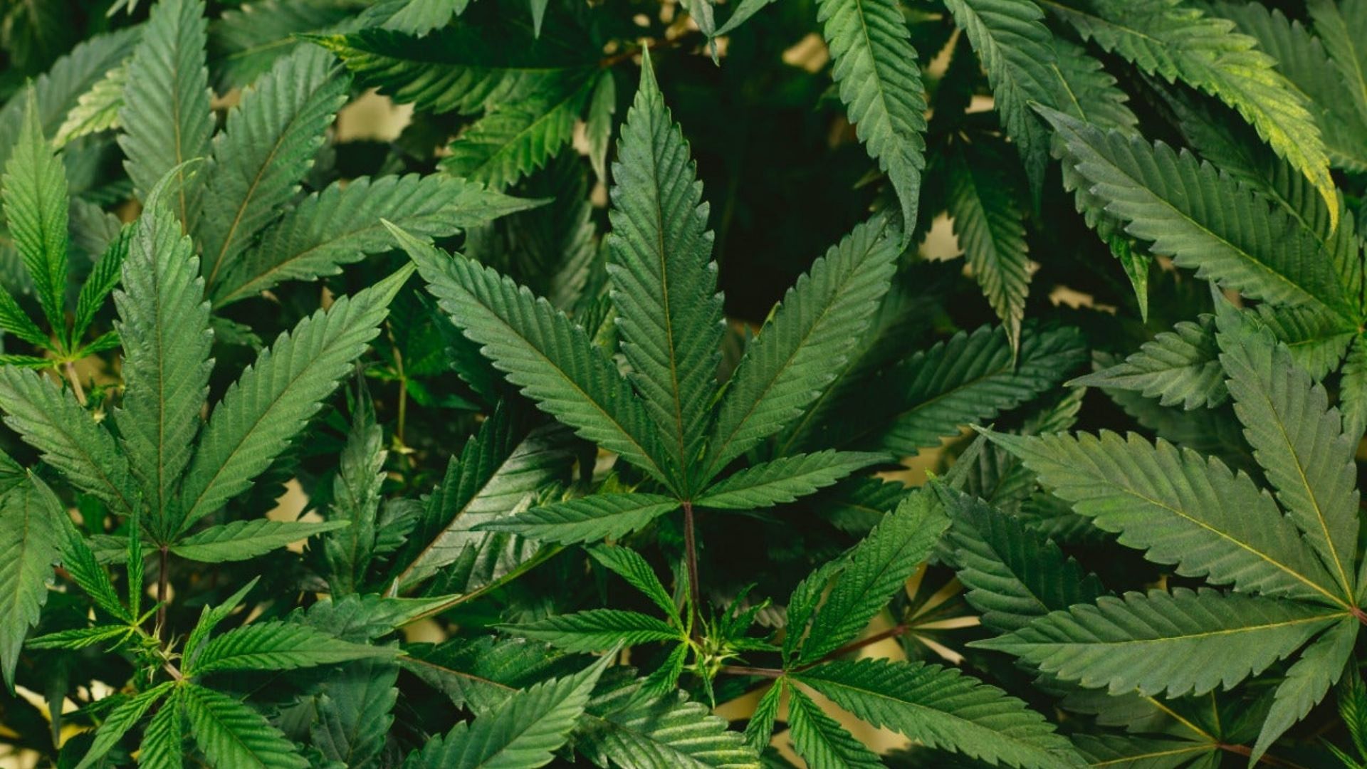 A close-up of healthy marijuana plants, illustrating the differences between hemp and cannabis varieties