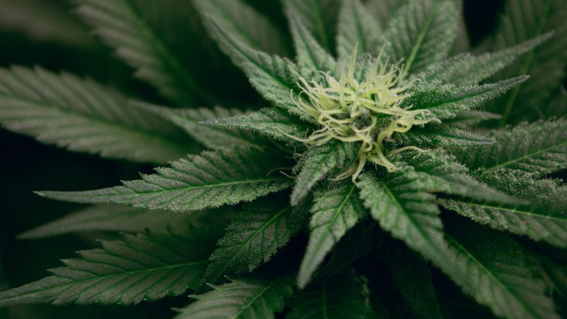 Detailed view of a cannabis plant, showcasing its foliage and flowers, in the context of cannabis's role in endometriosis