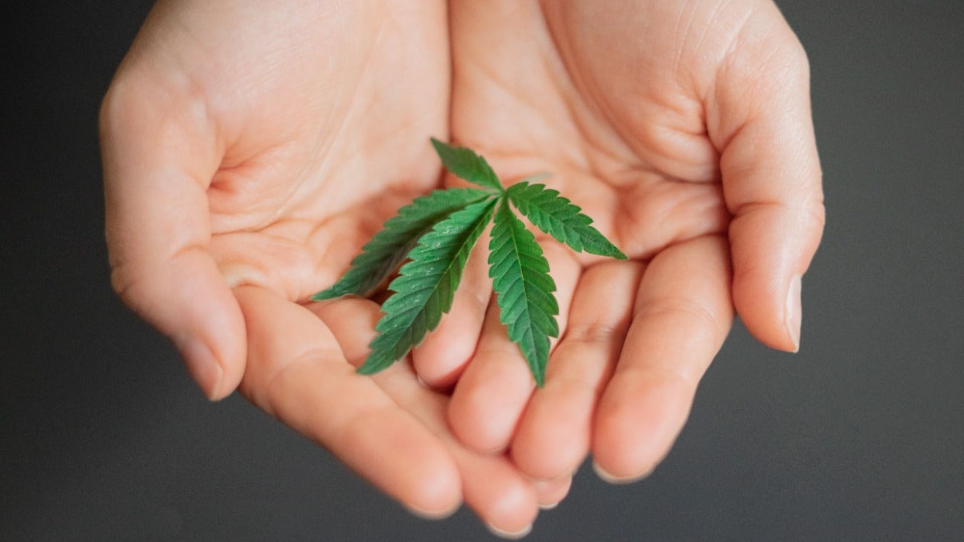Two hands holding a cannabis leaf symbolizing the understanding for cannabis tolerance for various issues