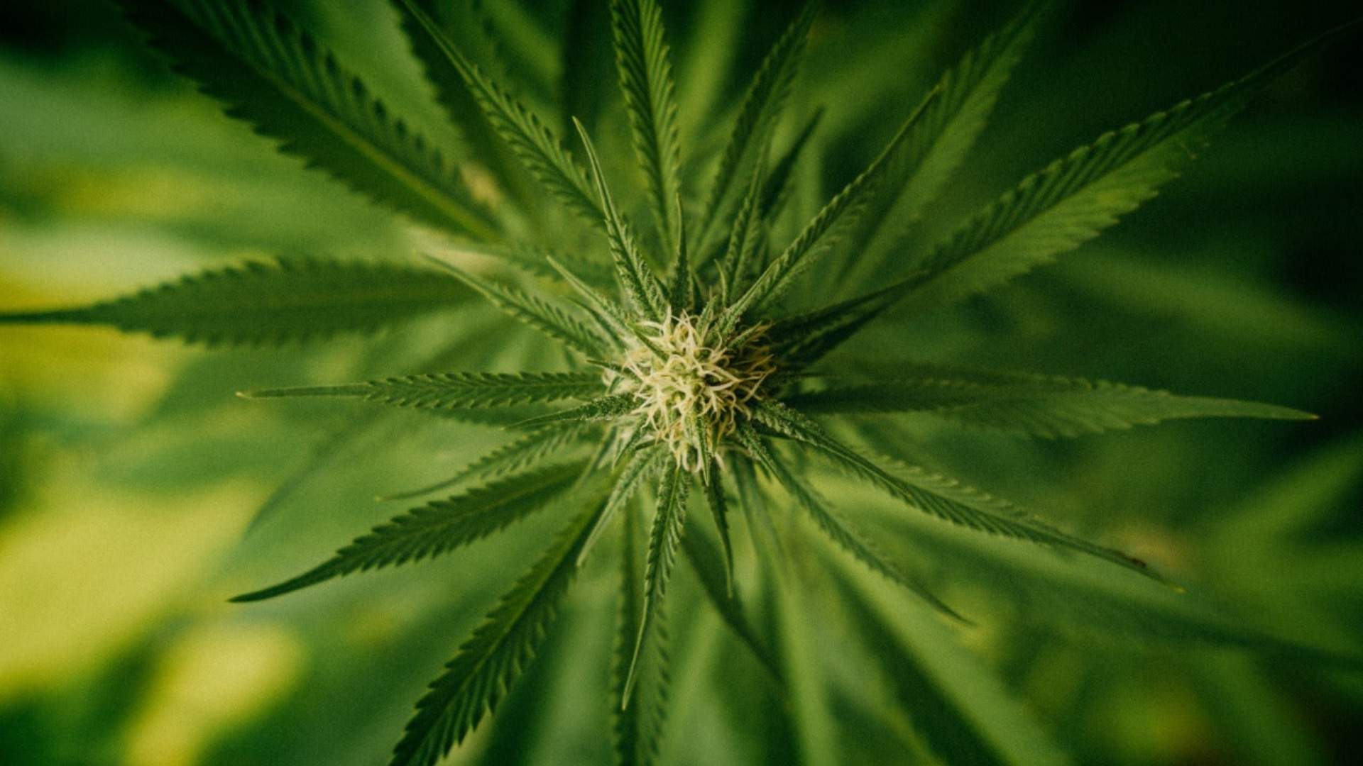 Close-up of a marijuana plant, highlighting its leaves and structure, relevant to understanding endocannabinoid receptors