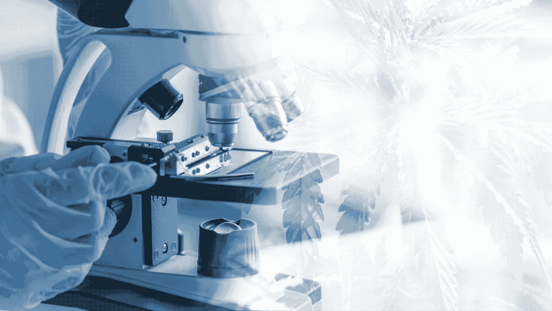 Understanding the Polypharmacology of Cannabinoid Medicines