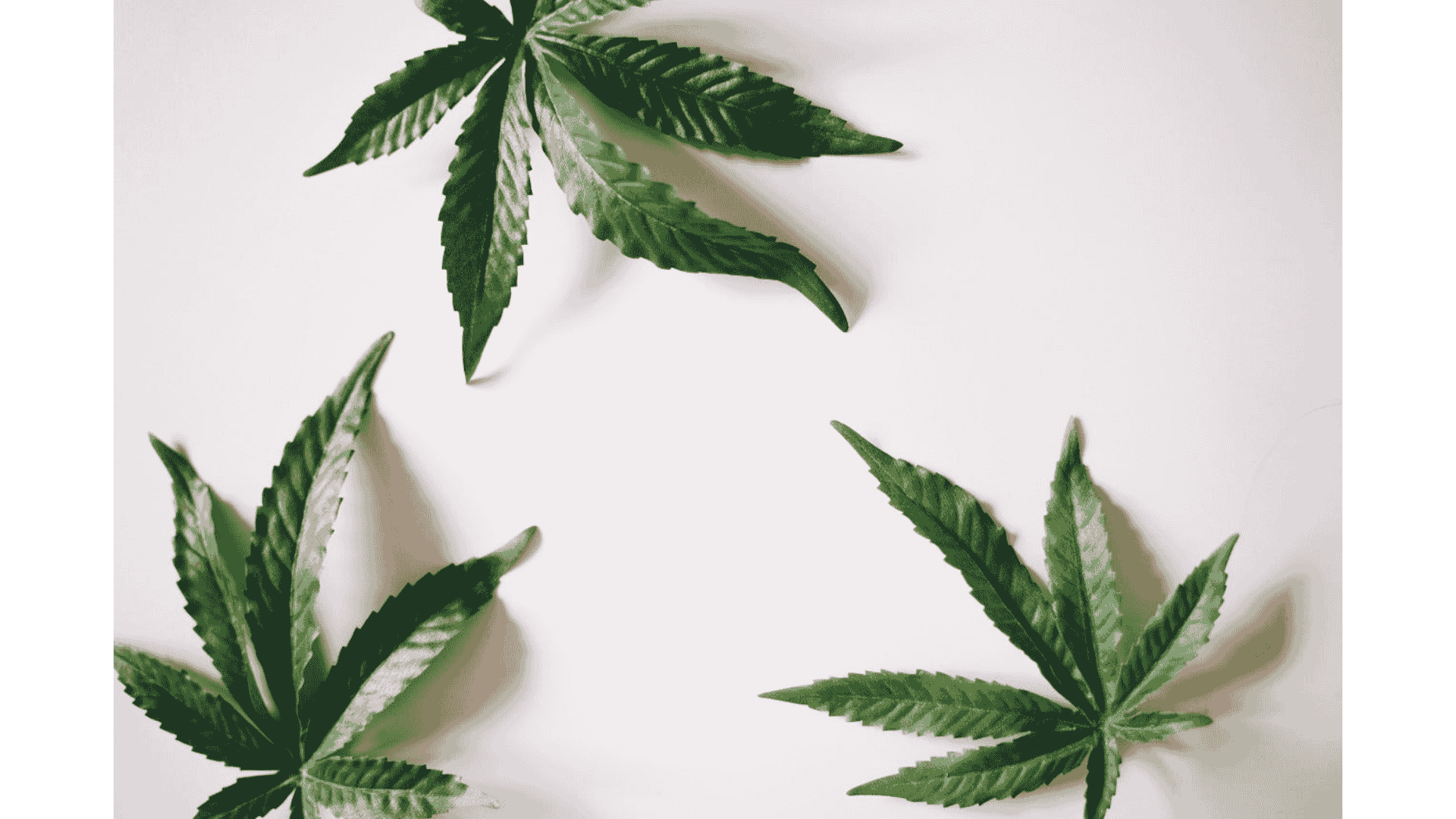 Three green marijuana leaves arranged on a white surface, in the context of cannabinoid based medicine