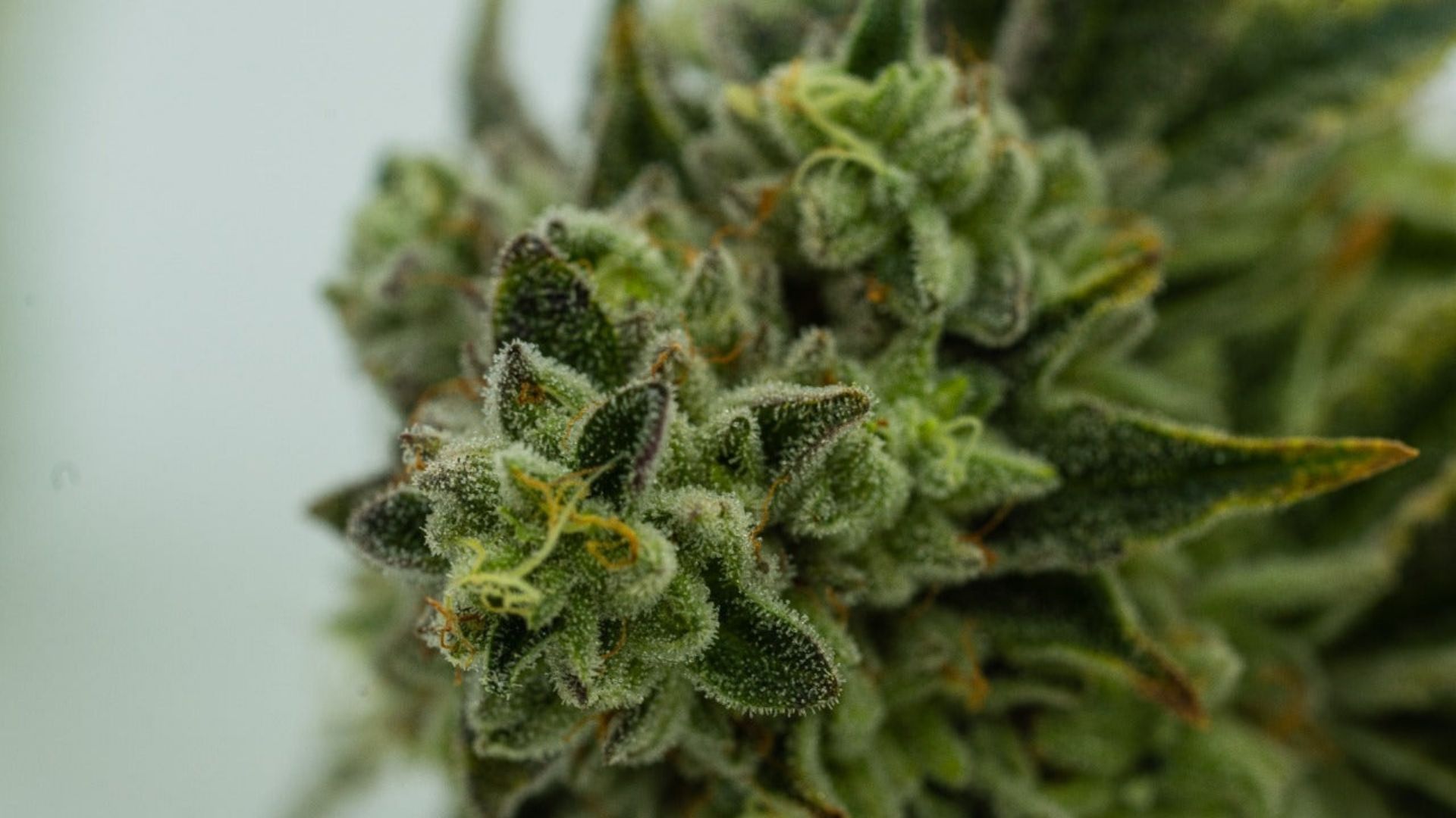 Detailed view of a cannabis plant, highlighting its lush green leaves and the structure of the plant for full-spectrum oil