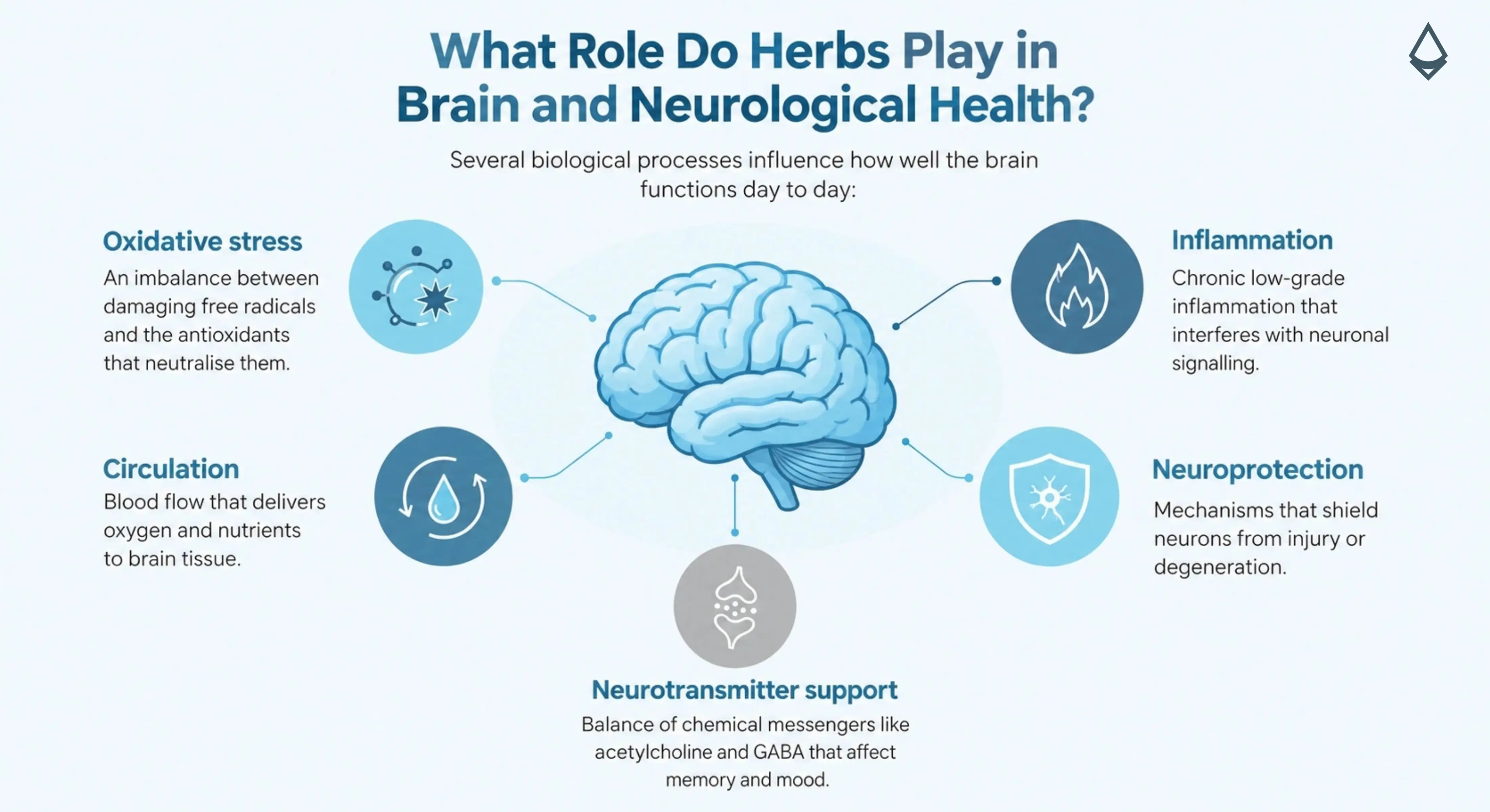 Key ways herbs may support brain health through antioxidant, anti-inflammatory, circulation, and neurotransmitter pathways.