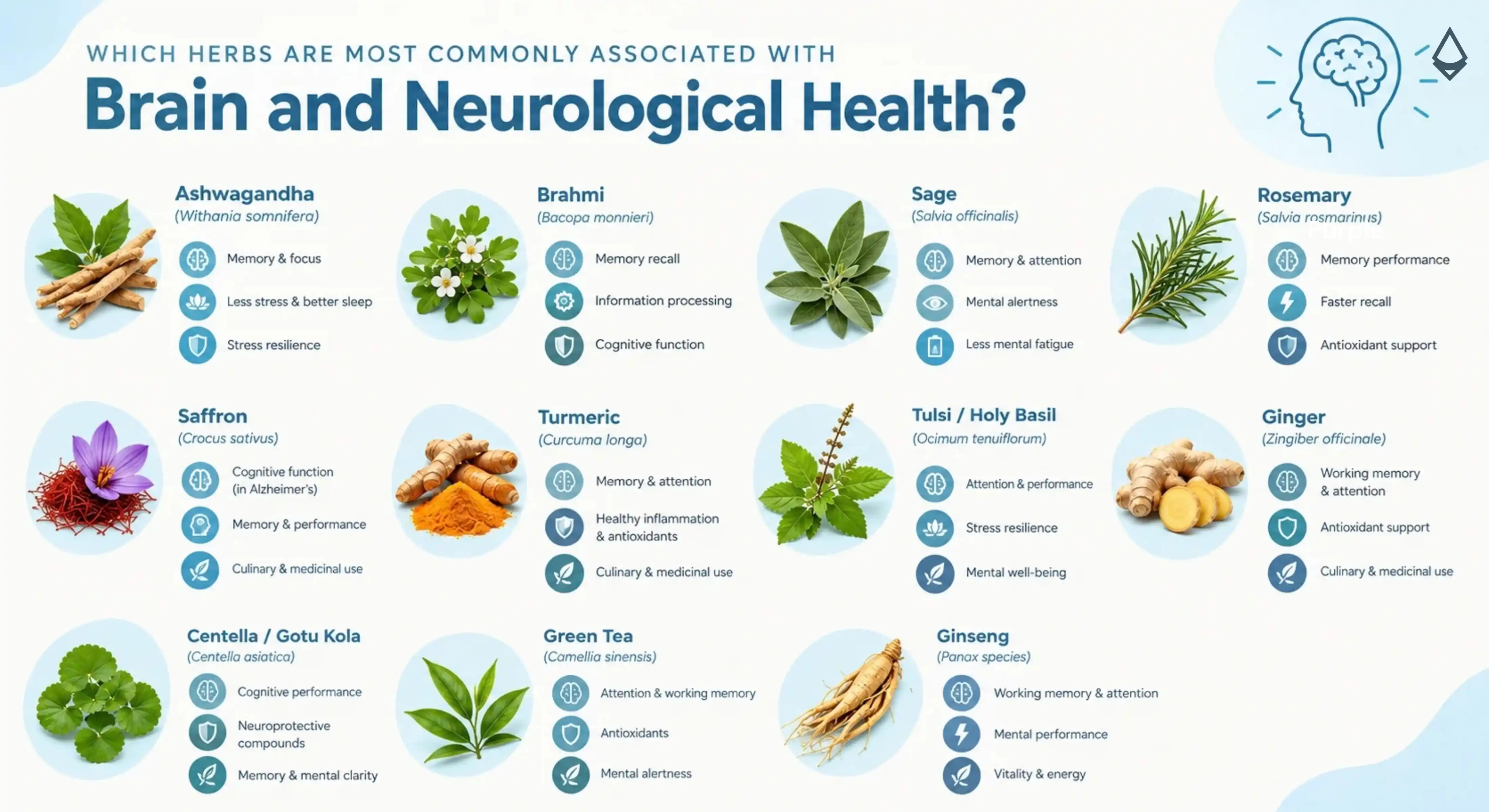 ommon herbs traditionally associated with memory, focus, attention, stress resilience, and brain health.