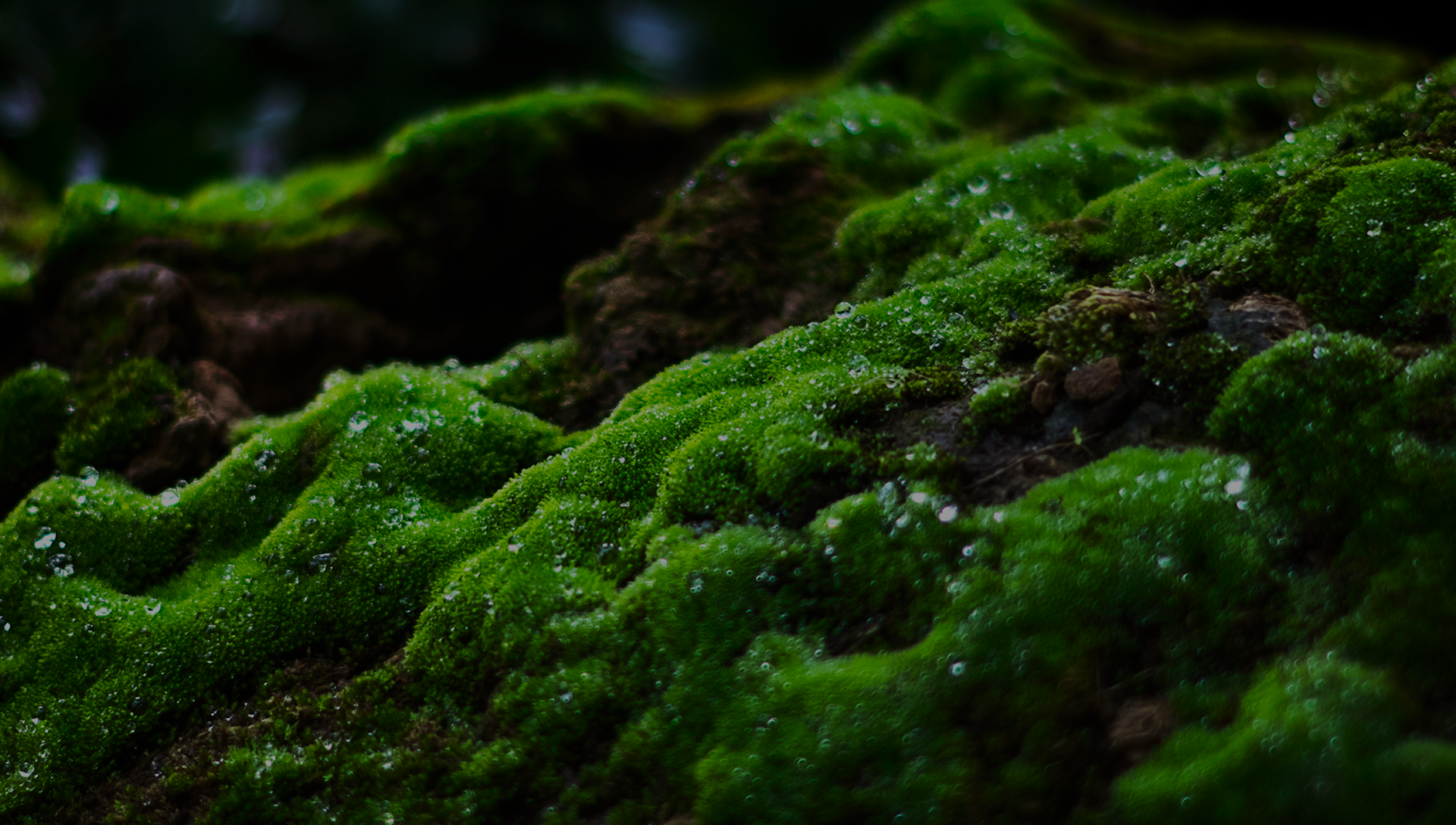 Zoomed-in photo of vibrant green moss in a forest, showing rich texture, moisture, and natural ground cover beauty